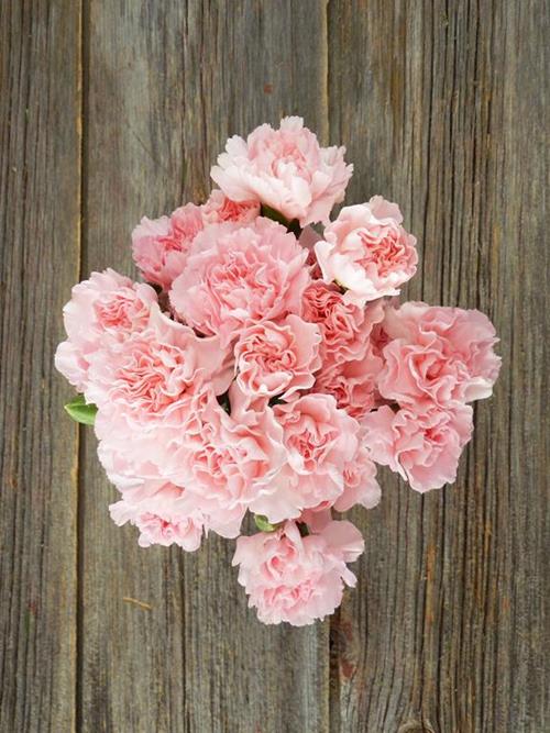 ROXANNE PINK MINI CARNATIONS